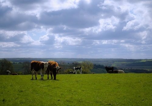 cow-field